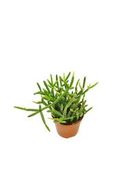 rhipsalis-baccifera