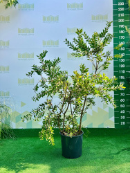 Каллистемон CALLISTEMON 18л8283