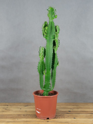 Эуфорбия Euphorbia Acrurensis d24-125см