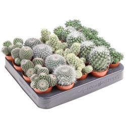 Mammillaria Mix 5-8