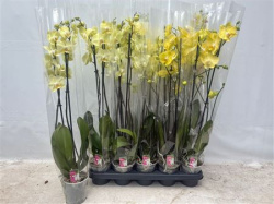 Фаленопсис Phalenopsis 2pp Geel d12-75см