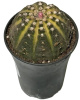 Кактус Cactus Variegated Mix d09-16см