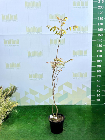 Кельрейтерия Koelreuteria paniculata 7,5л 100см (Г)