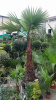 Вашингтония WASHINGTONIA ROBUSTA 70L