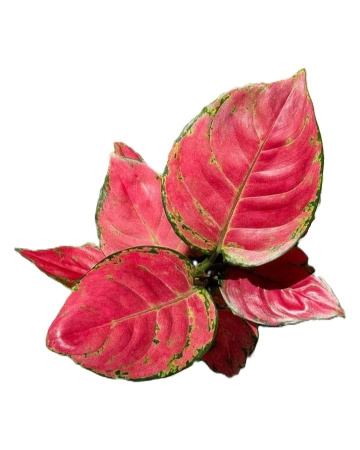 Aglaonema Red Beauty d11-20см