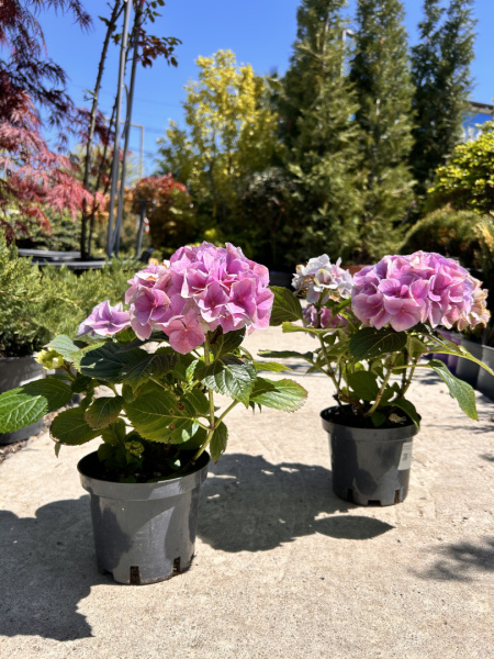 Гортензия Hydrangea d1520см (М)