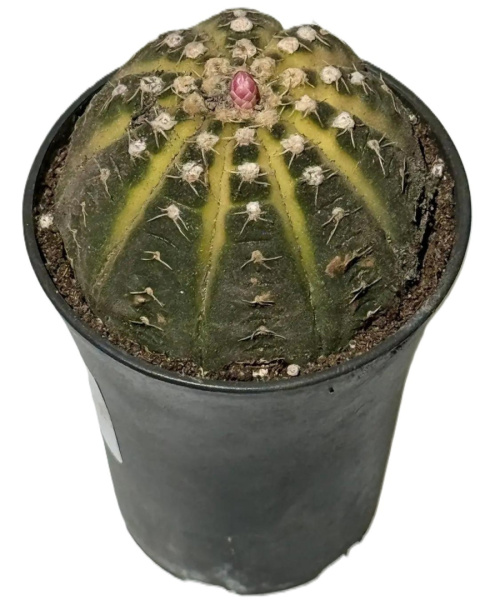 Кактус Cactus Variegated Mix d09-16см