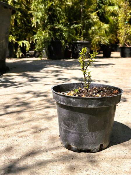 Гранат Punica granatum (плодовый) 2л (М)