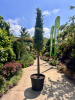 Кипарис CUPRESSUS ARIZONICA FASTIGIATA 55л 12 штамб 200см (нг)