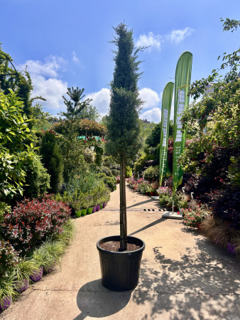 Кипарис CUPRESSUS ARIZONICA FASTIGIATA 55л 12 штамб 200см (нг)