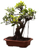 Фикус (бонсай) Ficus benghalensis Bonsai d25см
