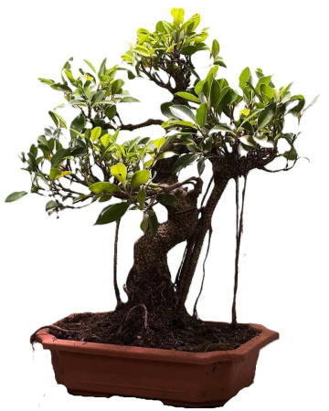 Фикус (бонсай) Ficus benghalensis Bonsai d25см