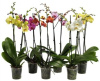 Фаленопсис Phalenopsis 2pp 12-50